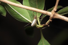 Tetragnatha hawaiensis