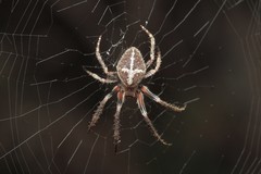 Araneus kapiolaniae