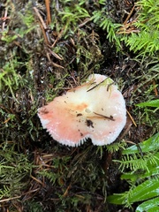 Russula bicolor