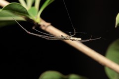 Tetragnatha hawaiensis