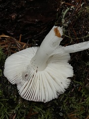Russula bicolor