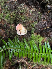 Russula bicolor