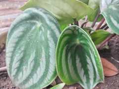 Peperomia argyreia