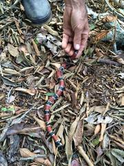 Pliocercus elapoides