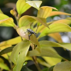 Isacantha rhinotioides