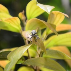 Isacantha rhinotioides