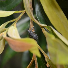 Isacantha rhinotioides
