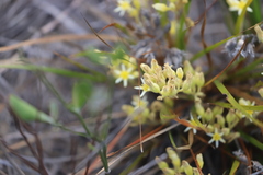 Conostylis neocymosa