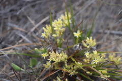 Conostylis neocymosa