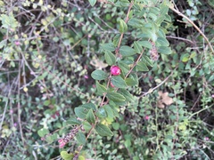 Symphoricarpos × chenaultii