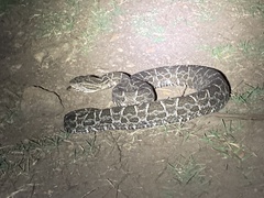 Bothrops pubescens