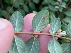 Symphoricarpos × chenaultii