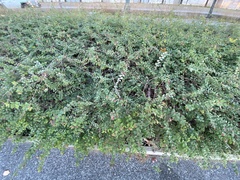 Symphoricarpos × chenaultii