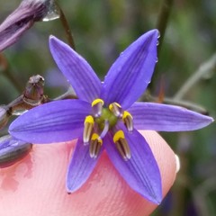 Dianella tasmanica