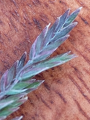 Poa labillardierei labillardierei
