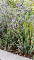 Dianella tasmanica