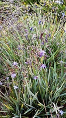 Dianella tasmanica