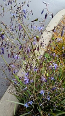 Dianella tasmanica