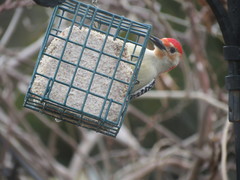 Melanerpes carolinus