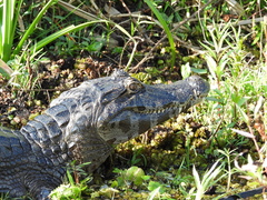 Caiman