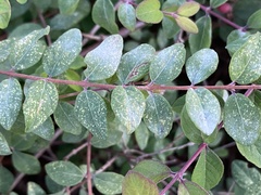 Erysiphe symphoricarpi