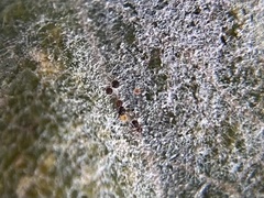 Erysiphe symphoricarpi