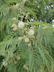 Leucaena pulverulenta