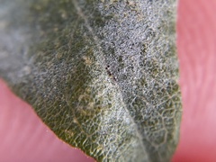 Erysiphe symphoricarpi