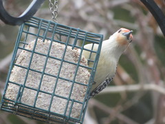 Melanerpes carolinus