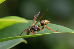 Polistes humilis synoecus