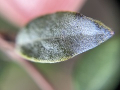 Erysiphe symphoricarpi