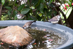 Stizoptera bichenovii bichenovii