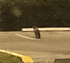 Urocyon cinereoargenteus