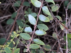 Erysiphe symphoricarpi