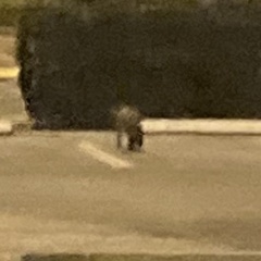 Urocyon cinereoargenteus