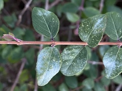 Erysiphe symphoricarpi