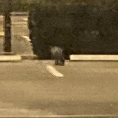 Urocyon cinereoargenteus