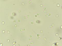 Tricholoma dulciolens