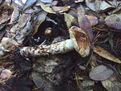 Tricholoma dulciolens