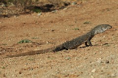 Varanus giganteus