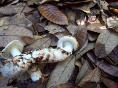 Tricholoma dulciolens