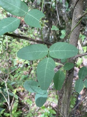 Camptosema rubicundum