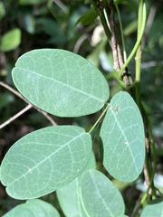 Camptosema rubicundum