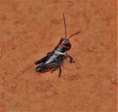 Xestotrachelus robustus