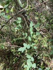 Camptosema rubicundum