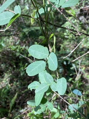 Camptosema rubicundum