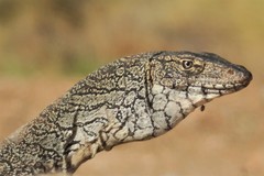 Varanus giganteus