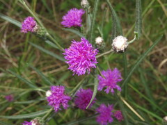 Lessingianthus rubricaulis
