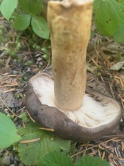 Lactarius kauffmanii