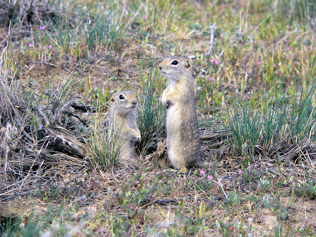 Washington Ground Squirrel